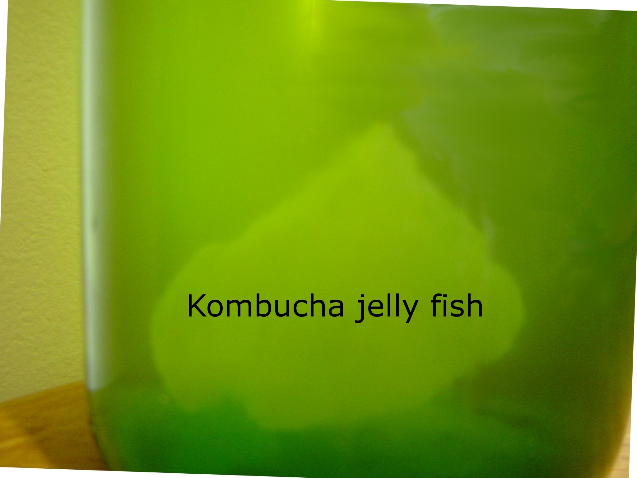 Kombucha Jelly Fish