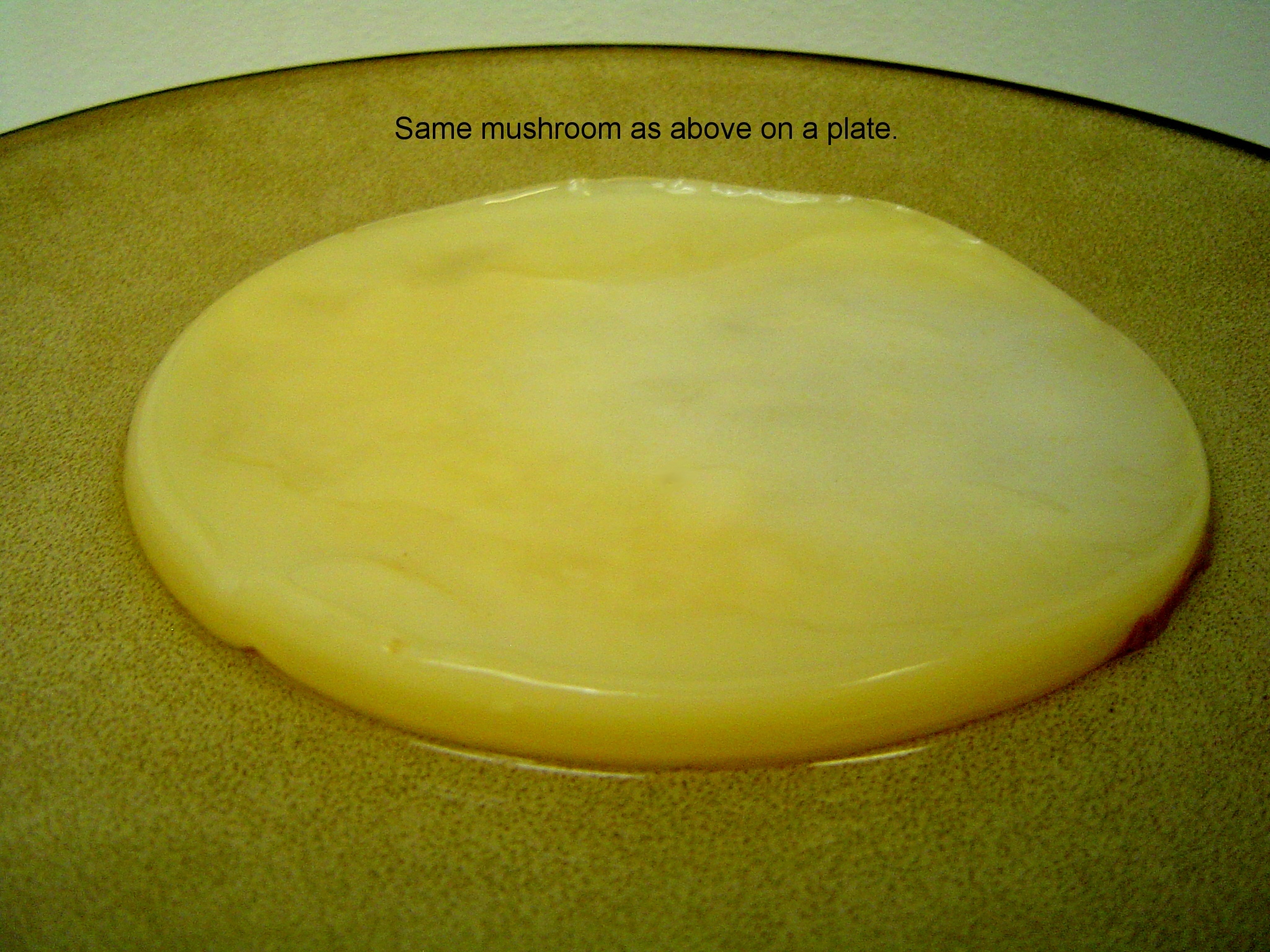 kombucha mushroom on plate image