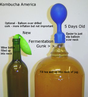 Brewing Kombucha in Jug