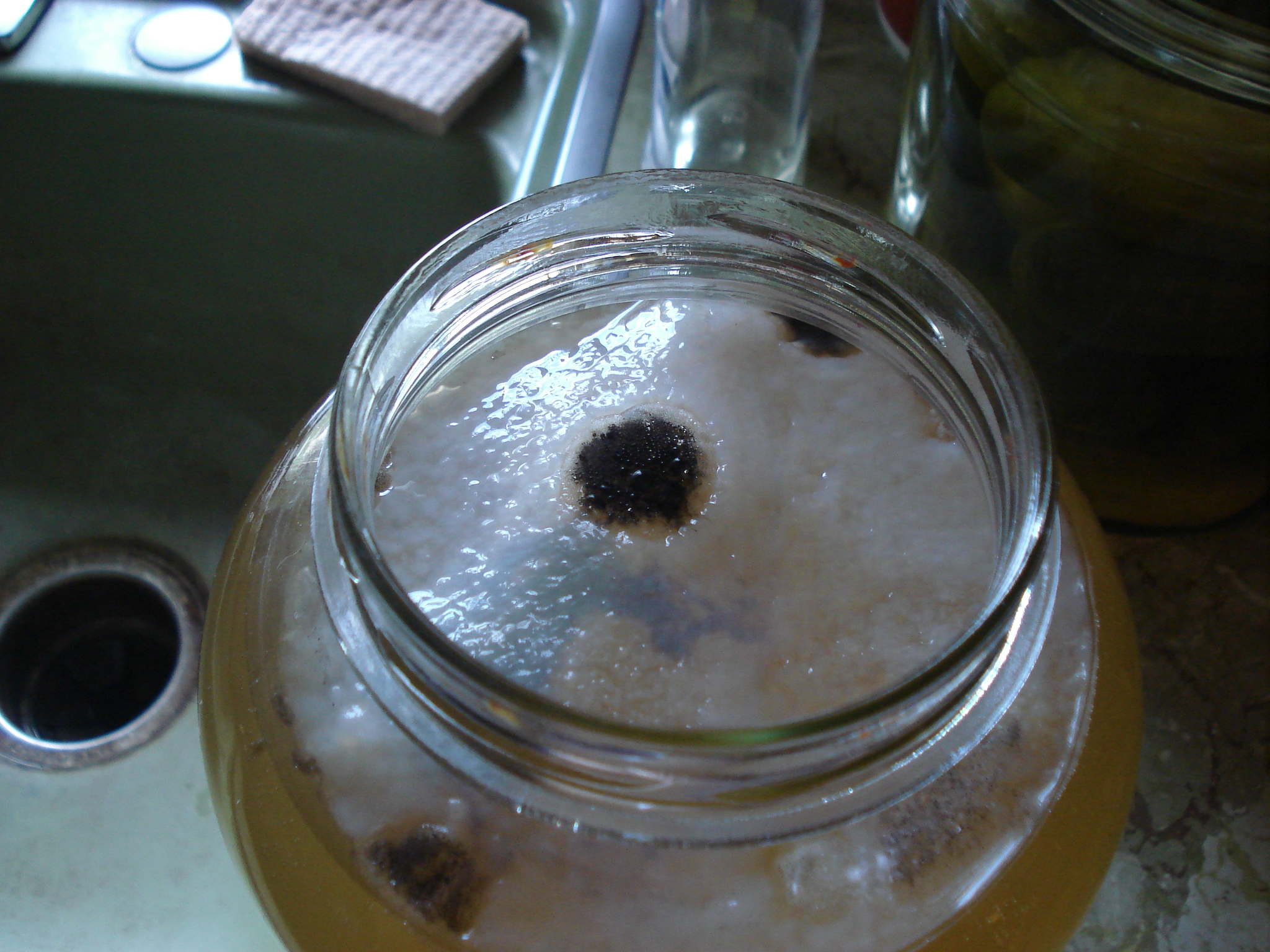 kombucha with mold image