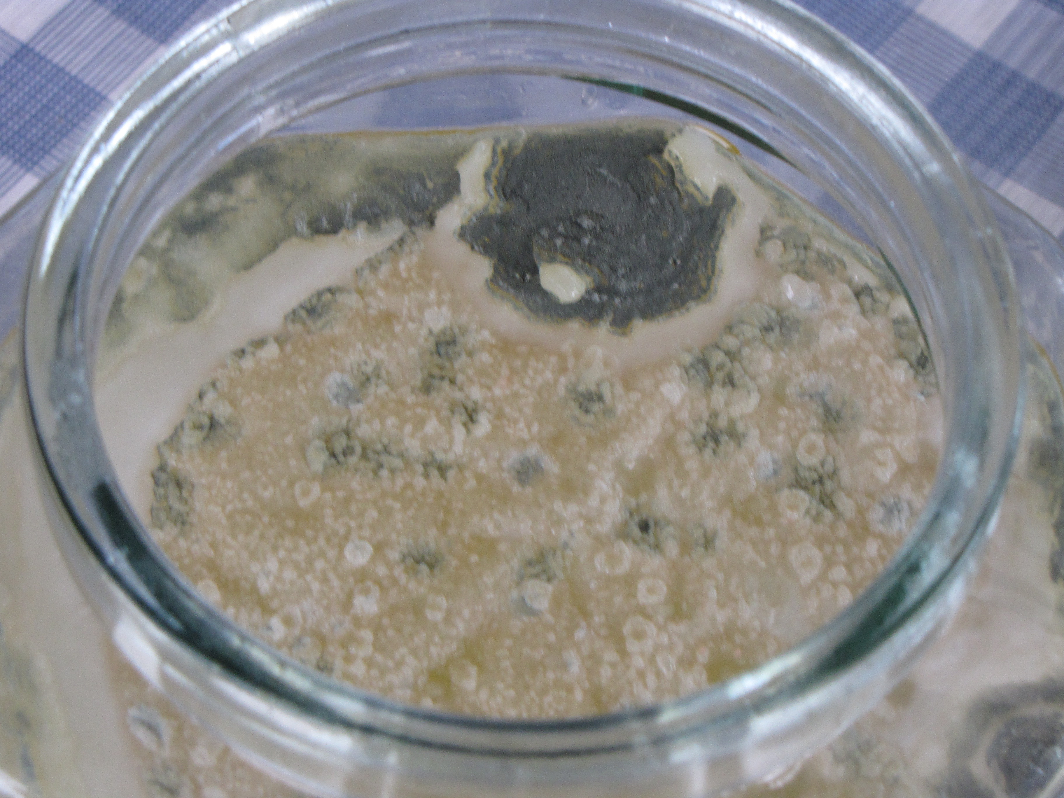 kombucha with mold image