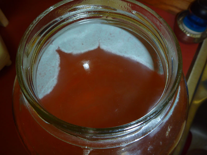 kombucha mold image