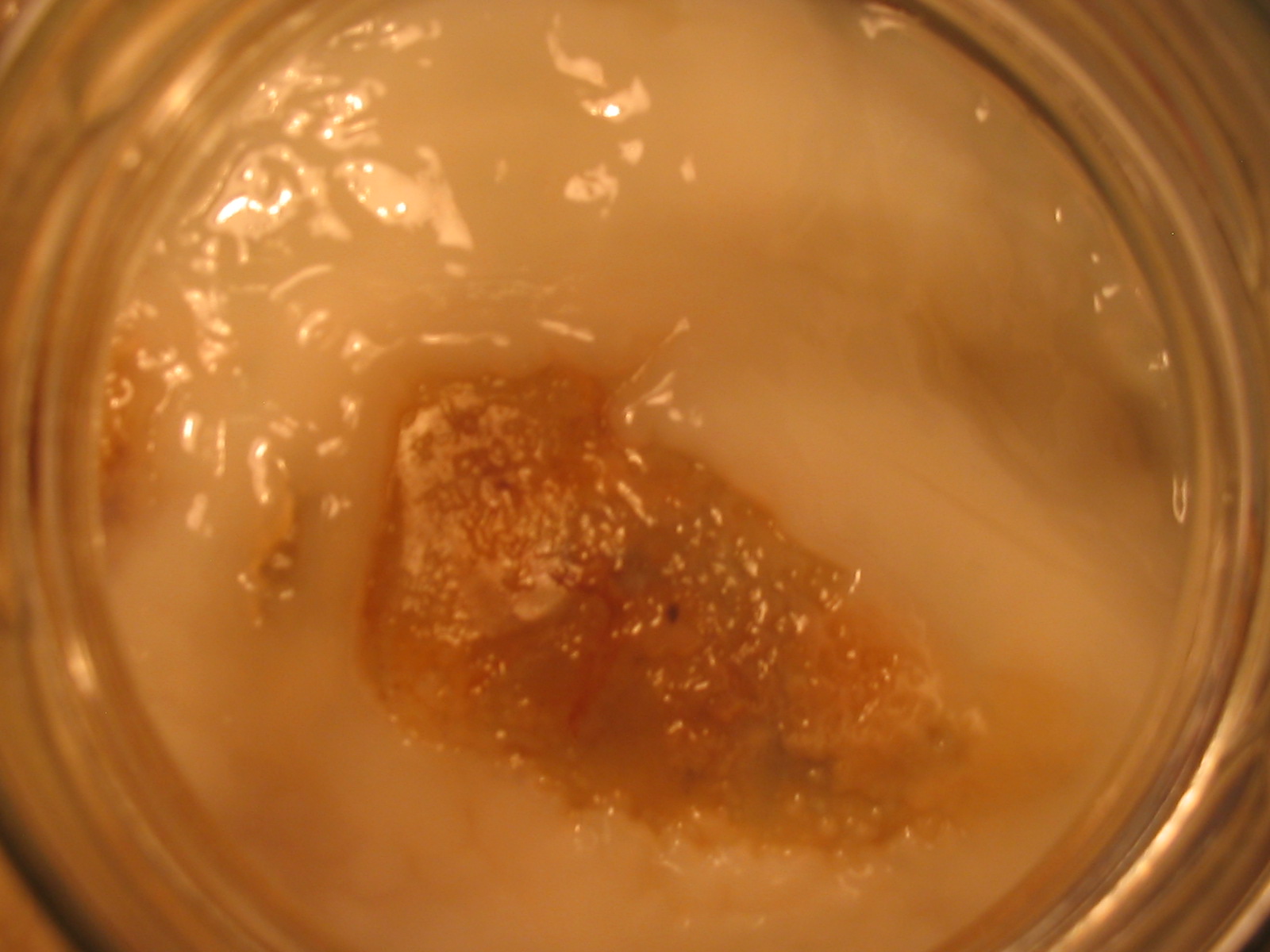 kombucha no mold image