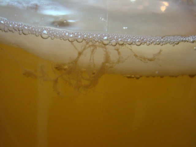 kombucha no mold image