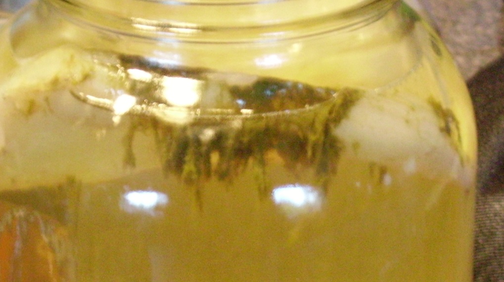 kombucha no mold image