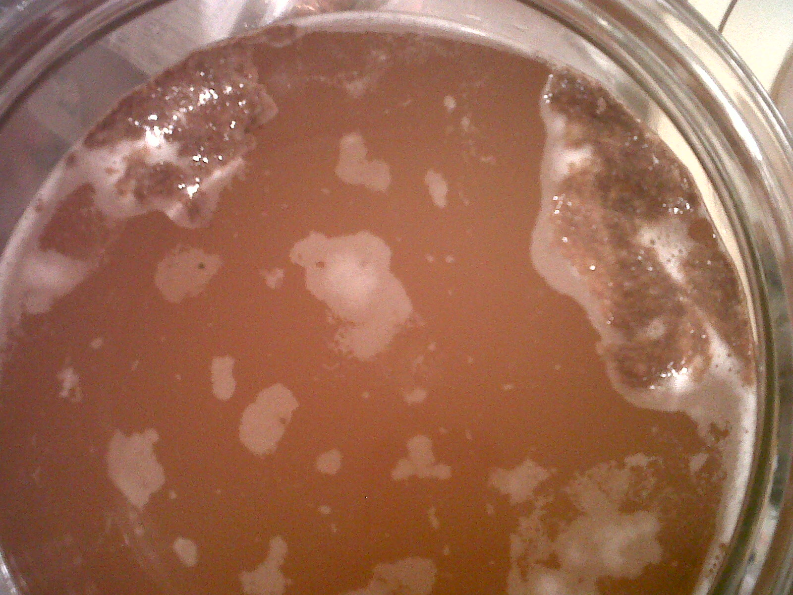 kombucha no mold image